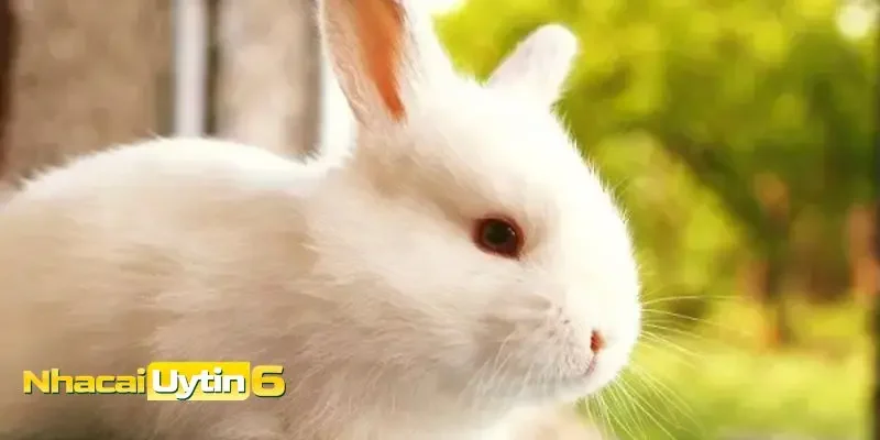 Con số may mắn khi mơ thấy thỏ