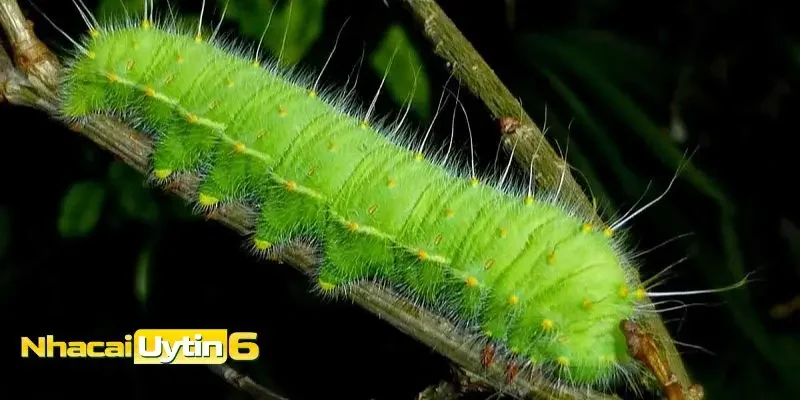 Điềm báo chi tiết của các trường hợp mơ thấy sâu