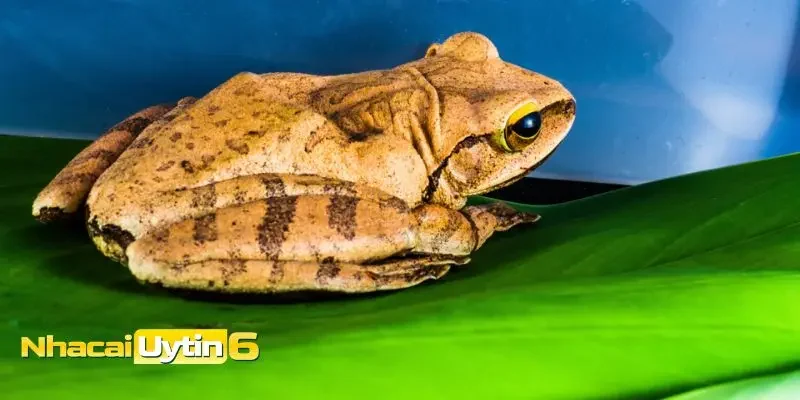 Khám phá ý nghĩa chi tiết mơ thấy ếch 