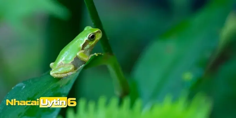 Mơ thấy ếch nên đánh số gì?