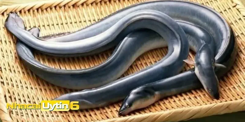 Mơ thấy lươn đánh con gì  - Mơ thấy lươn bơi trong nước