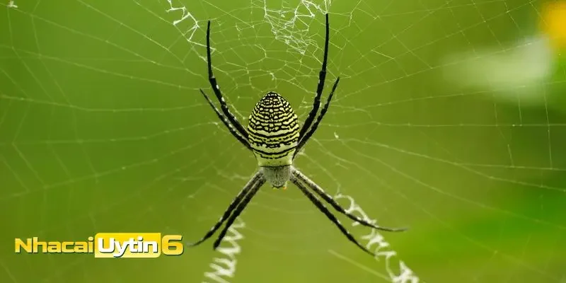 Những con số may mắn khi mơ thấy nhện