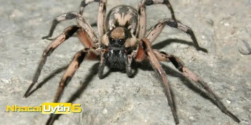 Ý nghĩa chung khi mơ thấy nhện