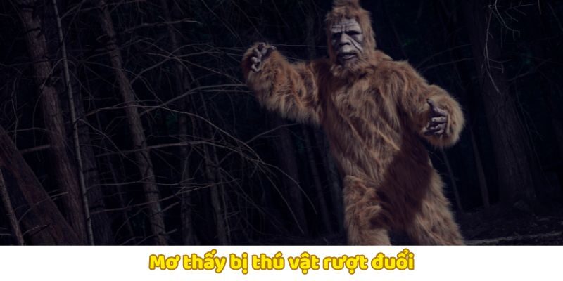 Giấc mơ bị thú vật đuổi theo là dấu hiệu của lo âu và bất an