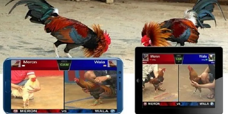 Thông tin cơ bản về nhà cái đá gà AE888